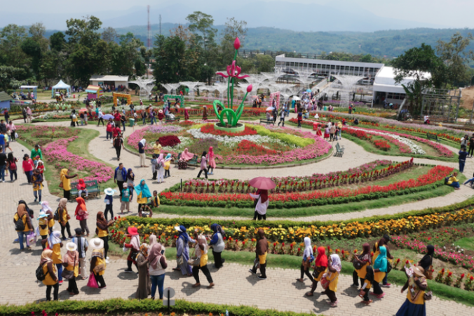 Celosia semarang tengah bunga taman warni indah nan doubts clarify should