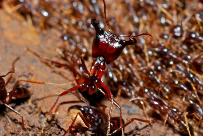 Army ants