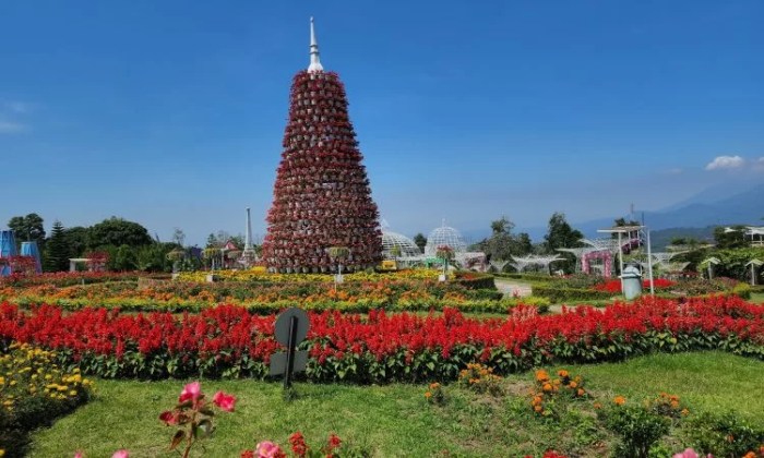 Semarang celosia