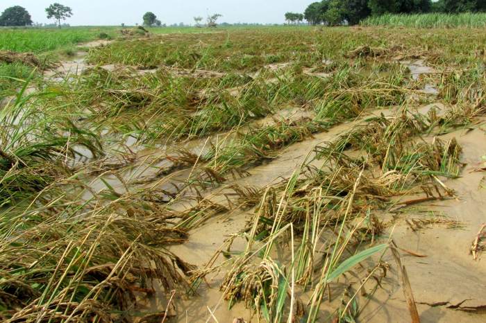 Banjir sawah besar semarang