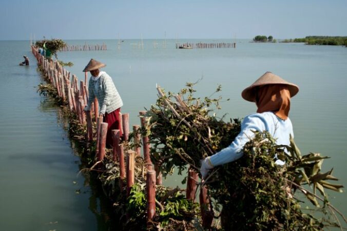 Demak semarang mangrove shoreline accretion