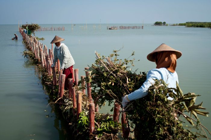 Demak semarang mangrove shoreline accretion