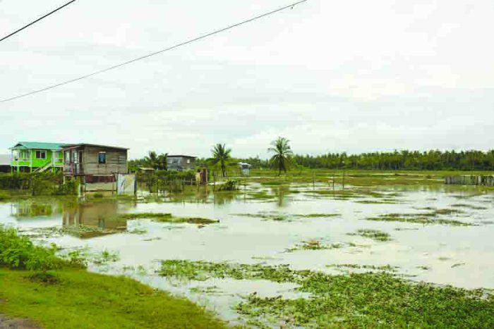 Banjir sawah besar semarang